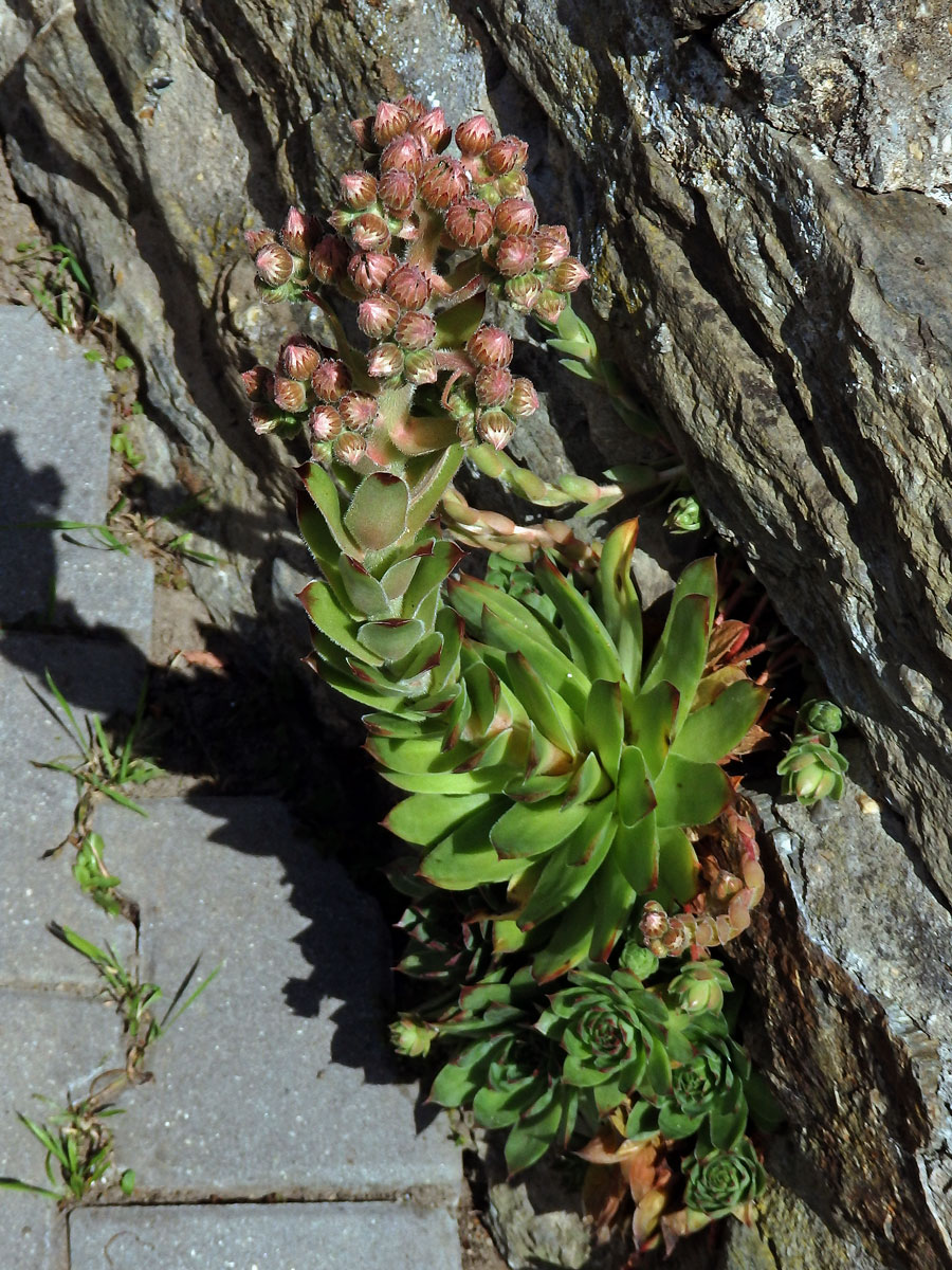 Netřesk střešní (Sempervivum tectorum L.)