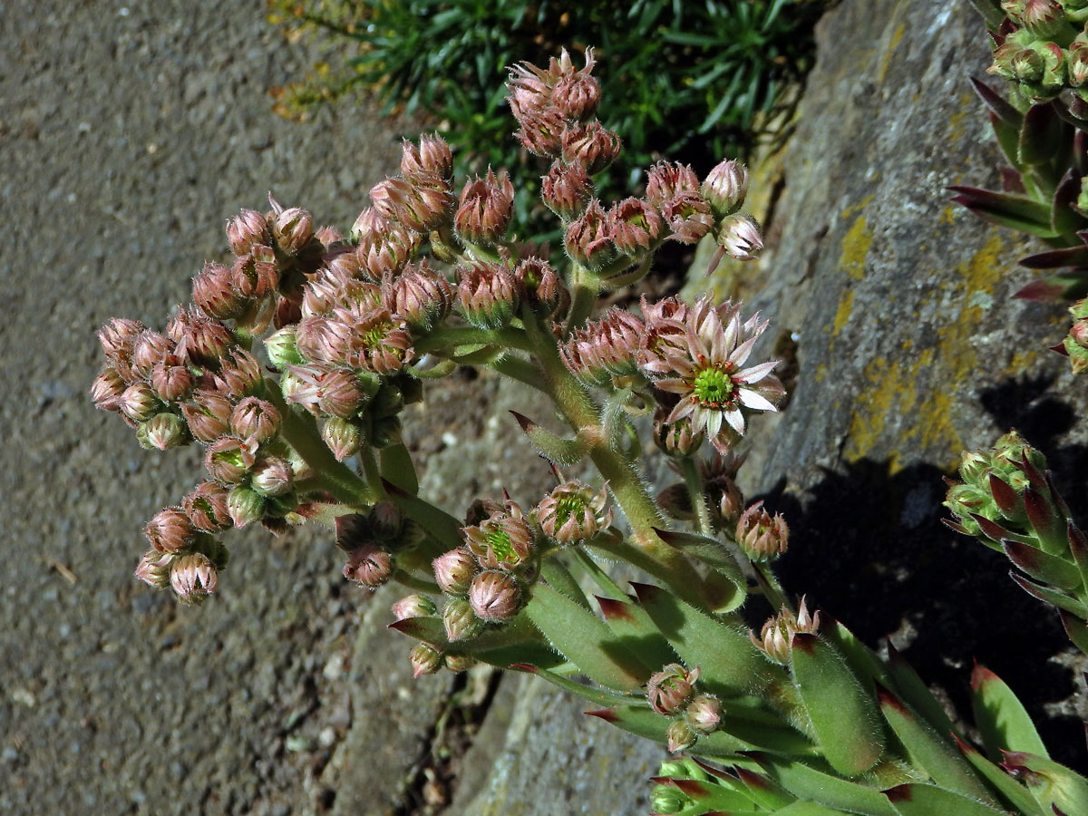 Netřesk střešní (Sempervivum tectorum L.)