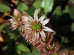 Netřesk střešní (Sempervivum tectorum L.)