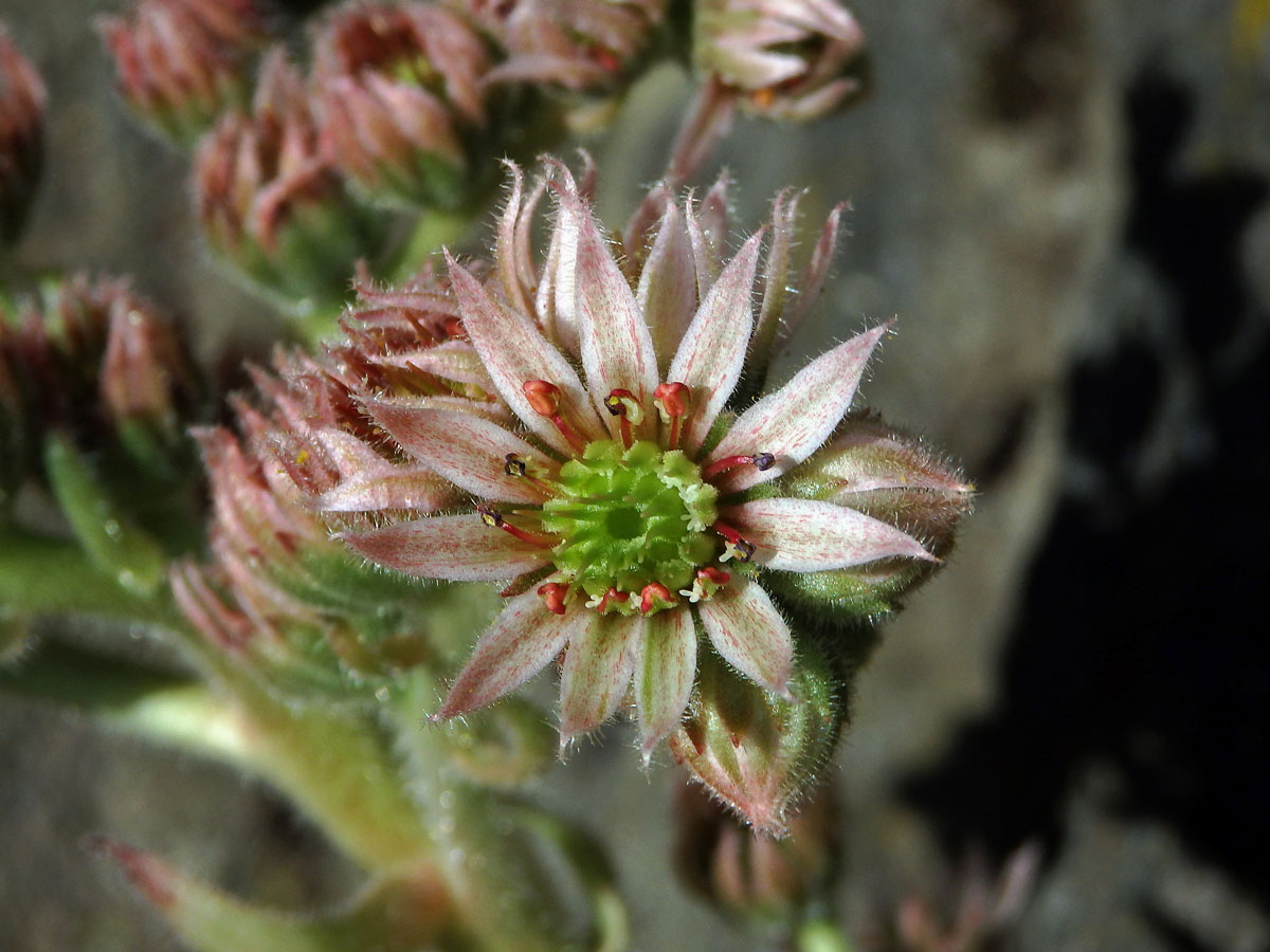 Netřesk střešní (Sempervivum tectorum L.)