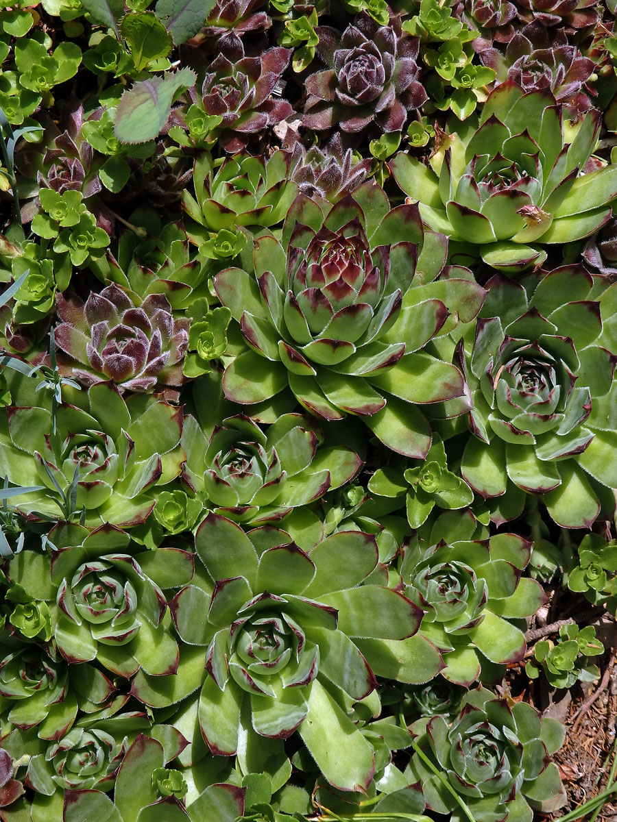 Netřesk střešní (Sempervivum tectorum L.)