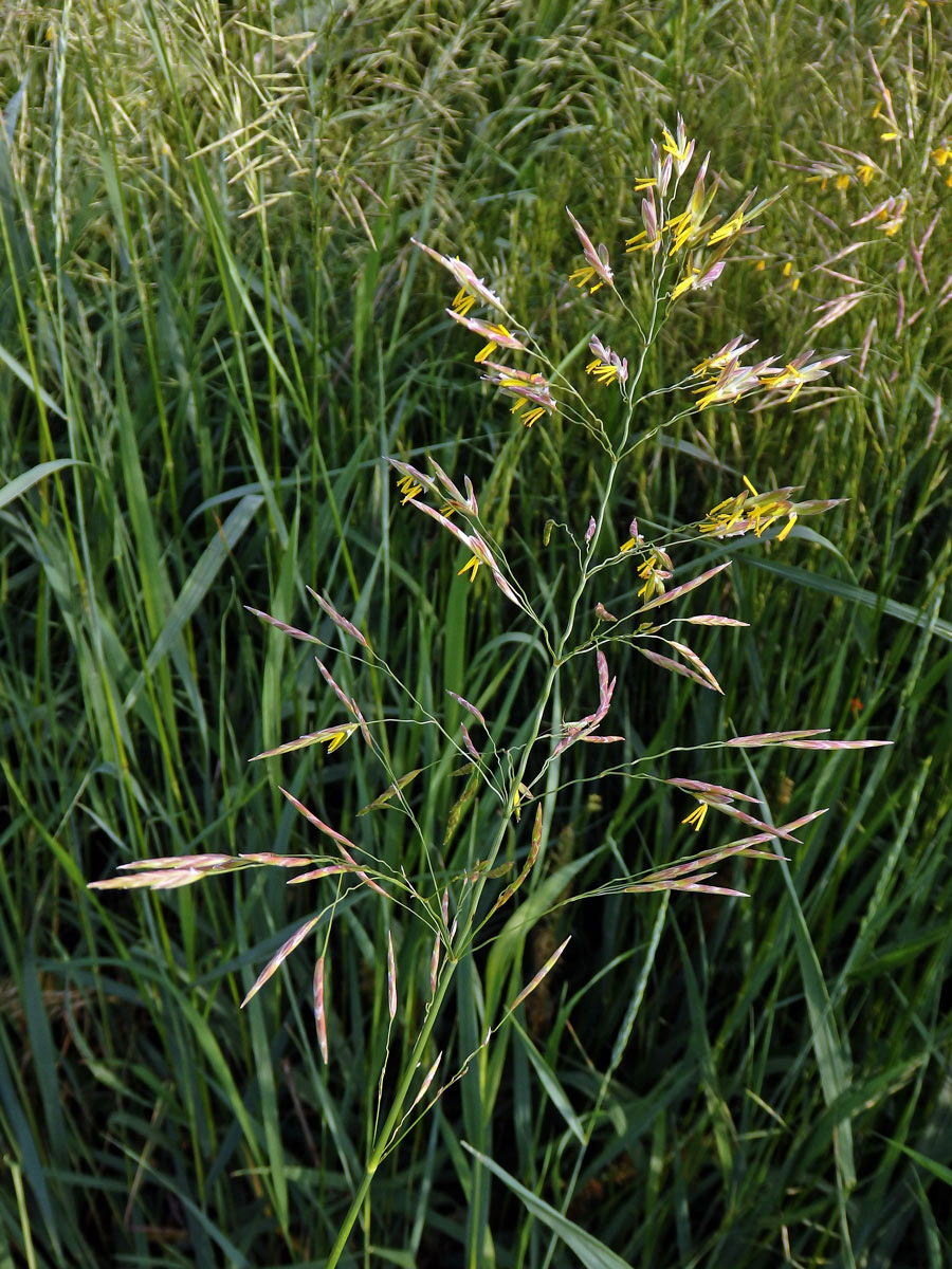 Sveřep větevnatý (Bromus ramosus Huds.)