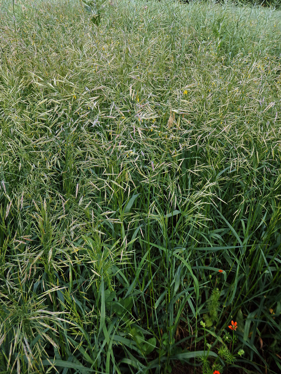 Sveřep větevnatý (Bromus ramosus Huds.)