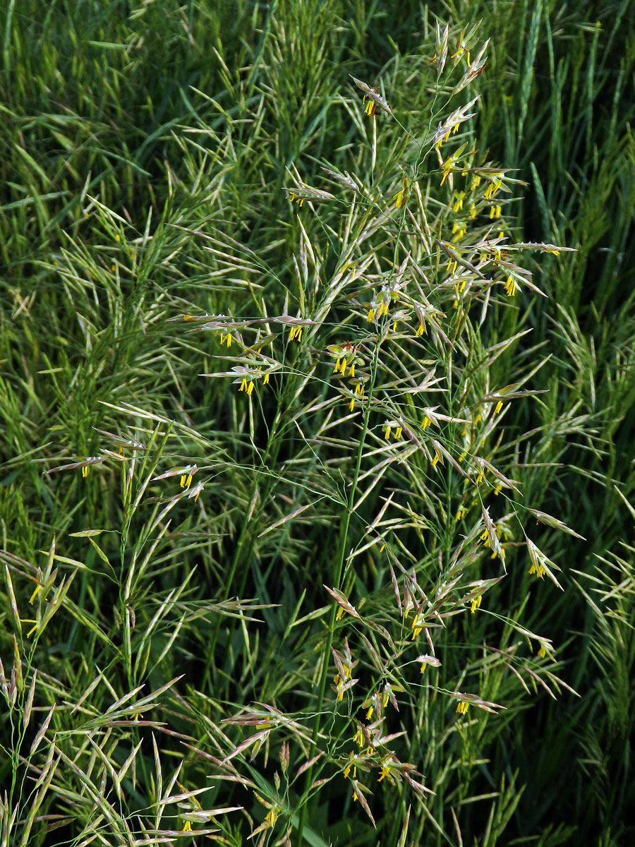 Sveřep větevnatý (Bromus ramosus Huds.)