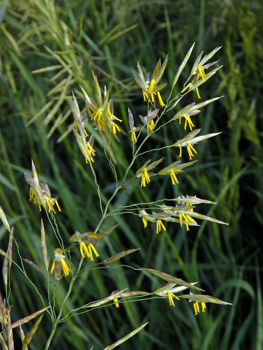 Sveřep větevnatý (Bromus ramosus Huds.)