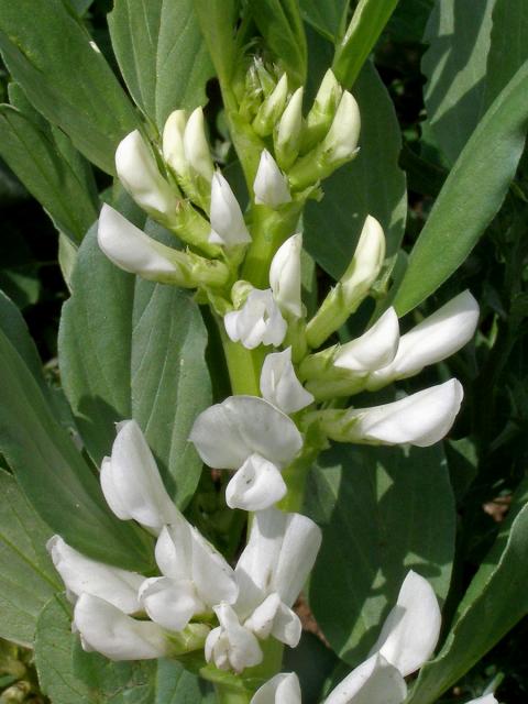 Bob obecný (Vicia faba L.)