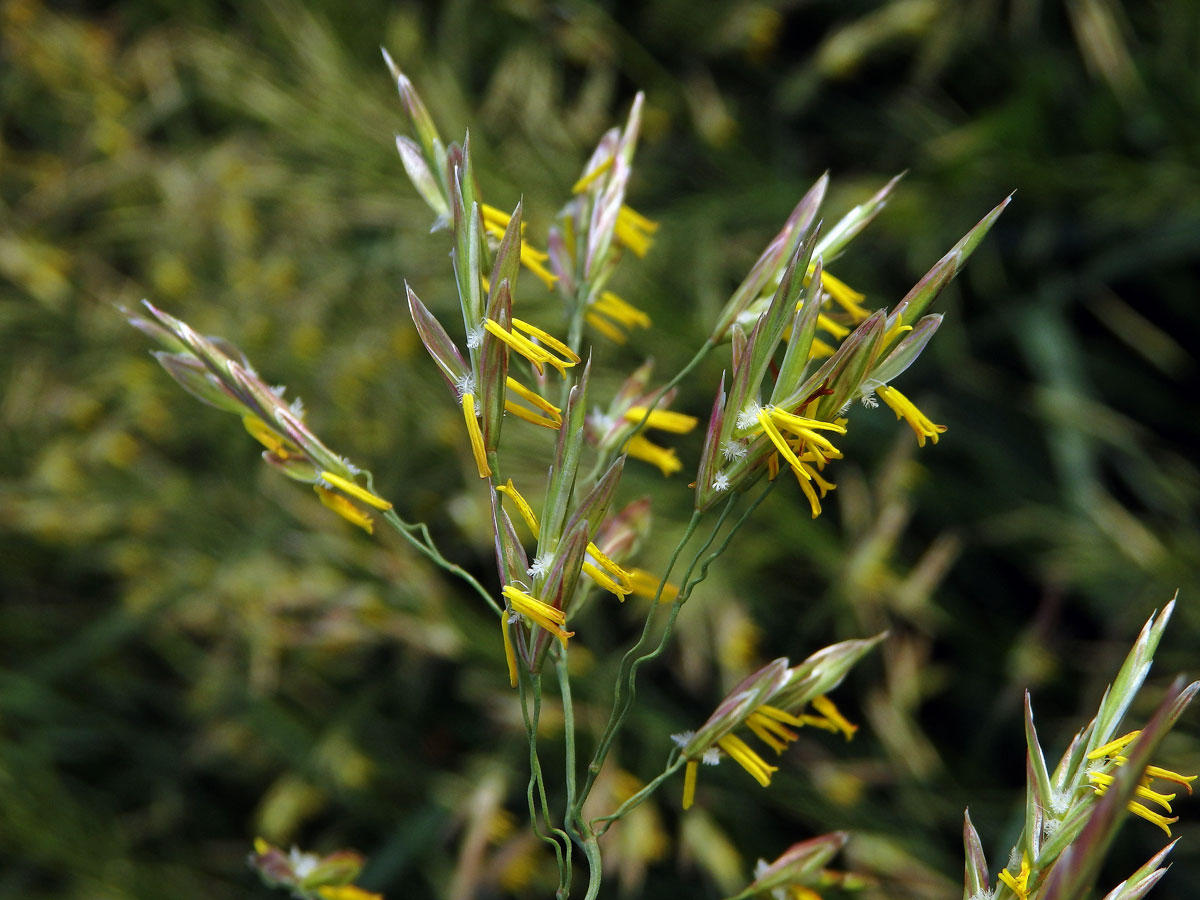 Sveřep větevnatý (Bromus ramosus Huds.)