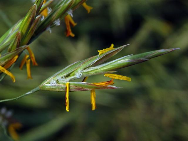 Sveřep větevnatý (Bromus ramosus Huds.)