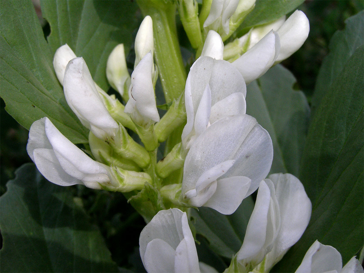 Bob obecný (Vicia faba L.)