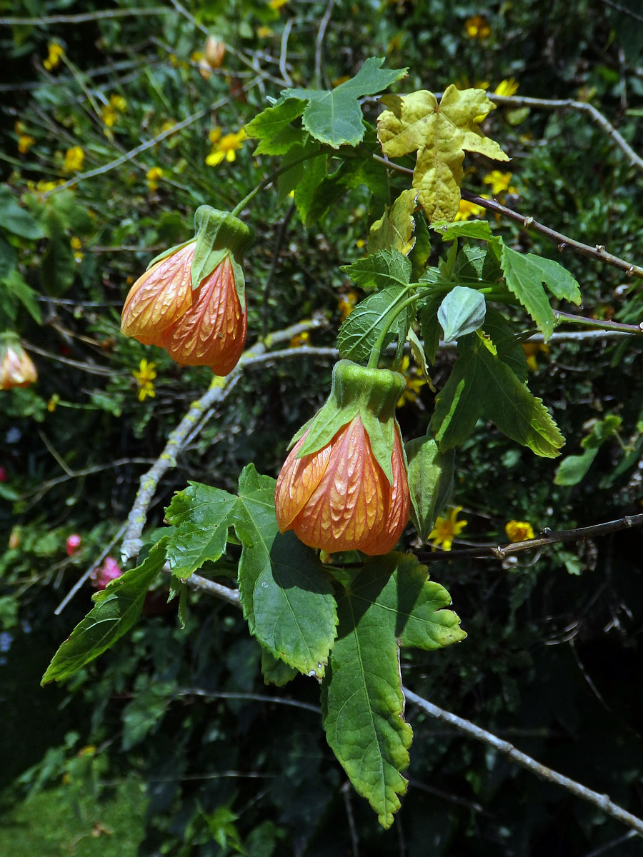 Mračňák zvrhlý (Abutilon × hybridum Hort. ex Voss)