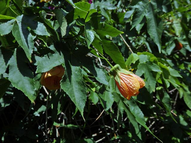 Mračňák zvrhlý (Abutilon × hybridum Hort. ex Voss)