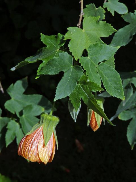 Mračňák zvrhlý (Abutilon × hybridum Hort. ex Voss)