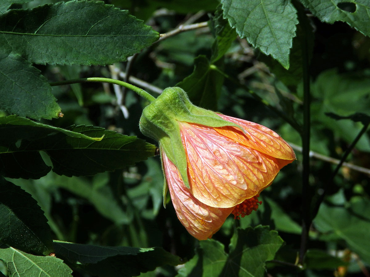 Mračňák zvrhlý (Abutilon × hybridum Hort. ex Voss)