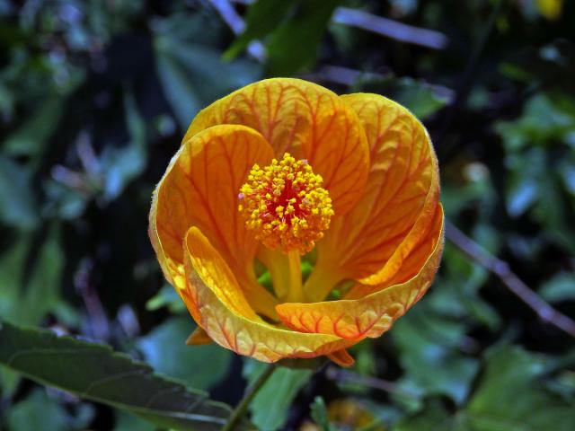 Mračňák zvrhlý (Abutilon × hybridum Hort. ex Voss)