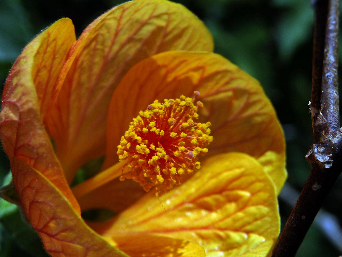 Mračňák zvrhlý (Abutilon × hybridum Hort. ex Voss)