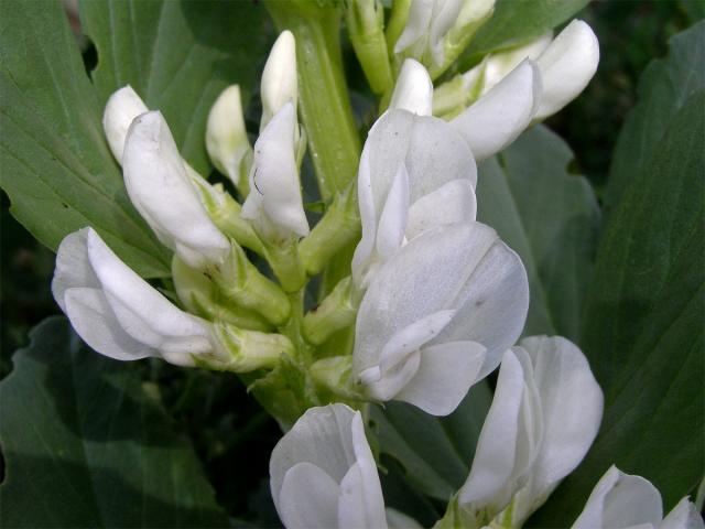 Bob obecný (Vicia faba L.)