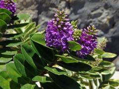 Hebe nádherná (Veronica speciosa R. Cunningham ex A. Cunningham)