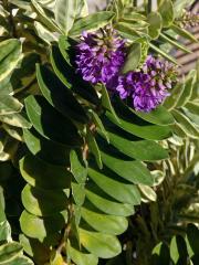 Hebe nádherná (Veronica speciosa R. Cunningham ex A. Cunningham)