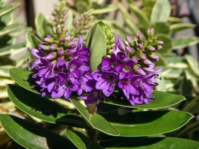 Hebe nádherná (Veronica speciosa R. Cunningham ex A. Cunningham)