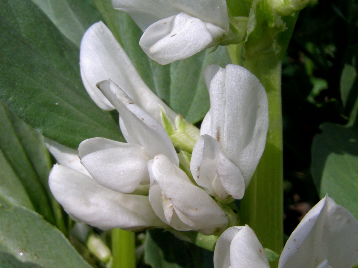 Bob obecný (Vicia faba L.)