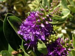 Hebe nádherná (Veronica speciosa R. Cunningham ex A. Cunningham)