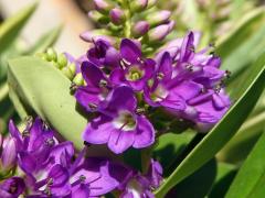 Hebe nádherná (Veronica speciosa R. Cunningham ex A. Cunningham)