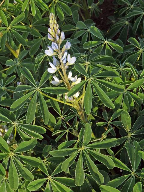 Lupina bílá (Lupinus albus L.)