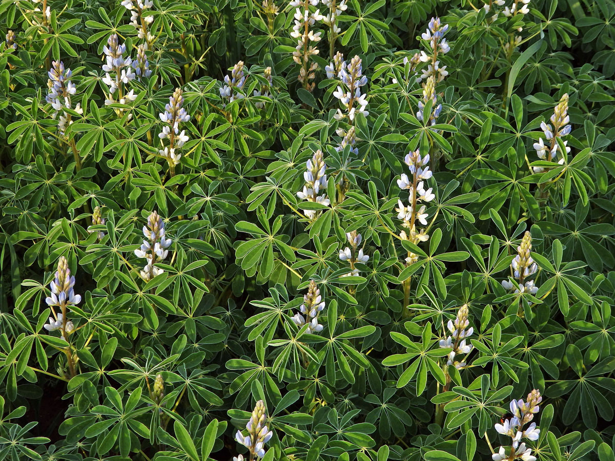 Lupina bílá (Lupinus albus L.)