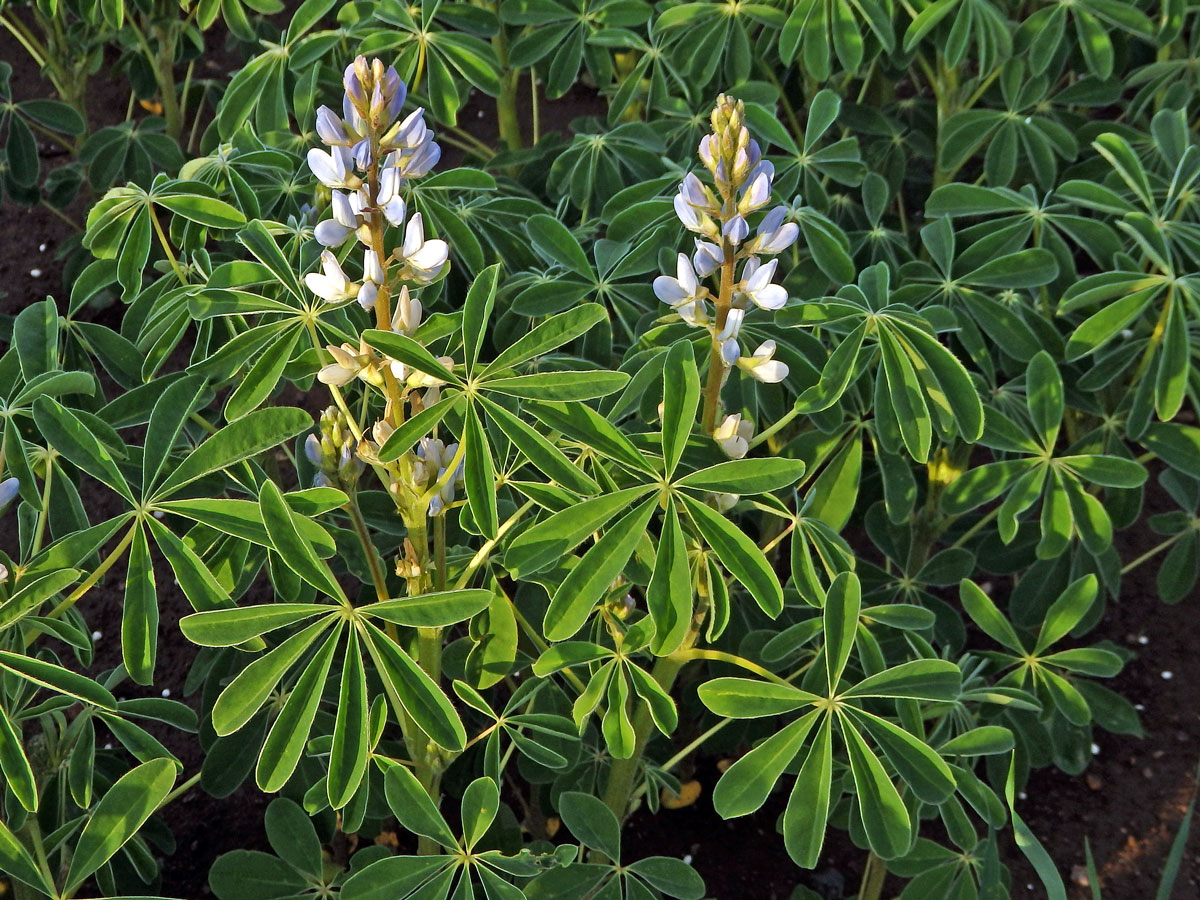 Lupina bílá (Lupinus albus L.)