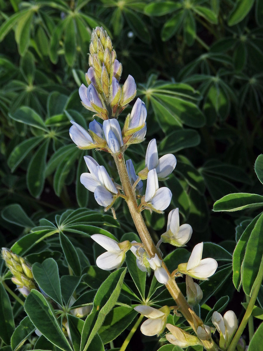 Lupina bílá (Lupinus albus L.)