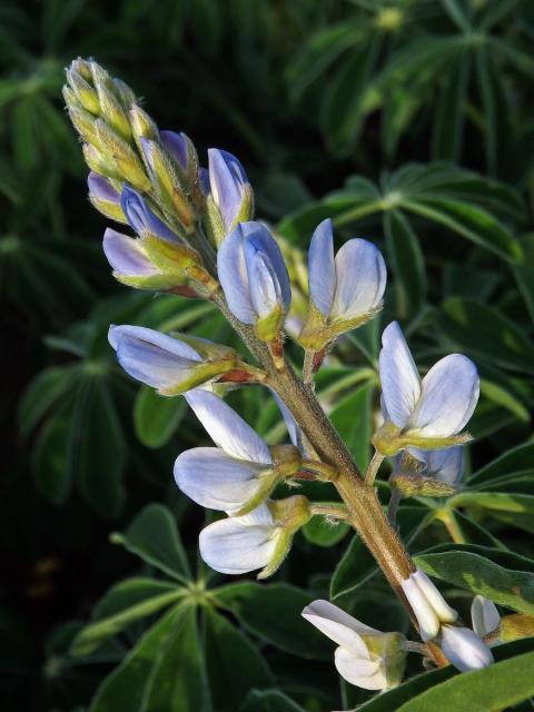 Lupina bílá (Lupinus albus L.)