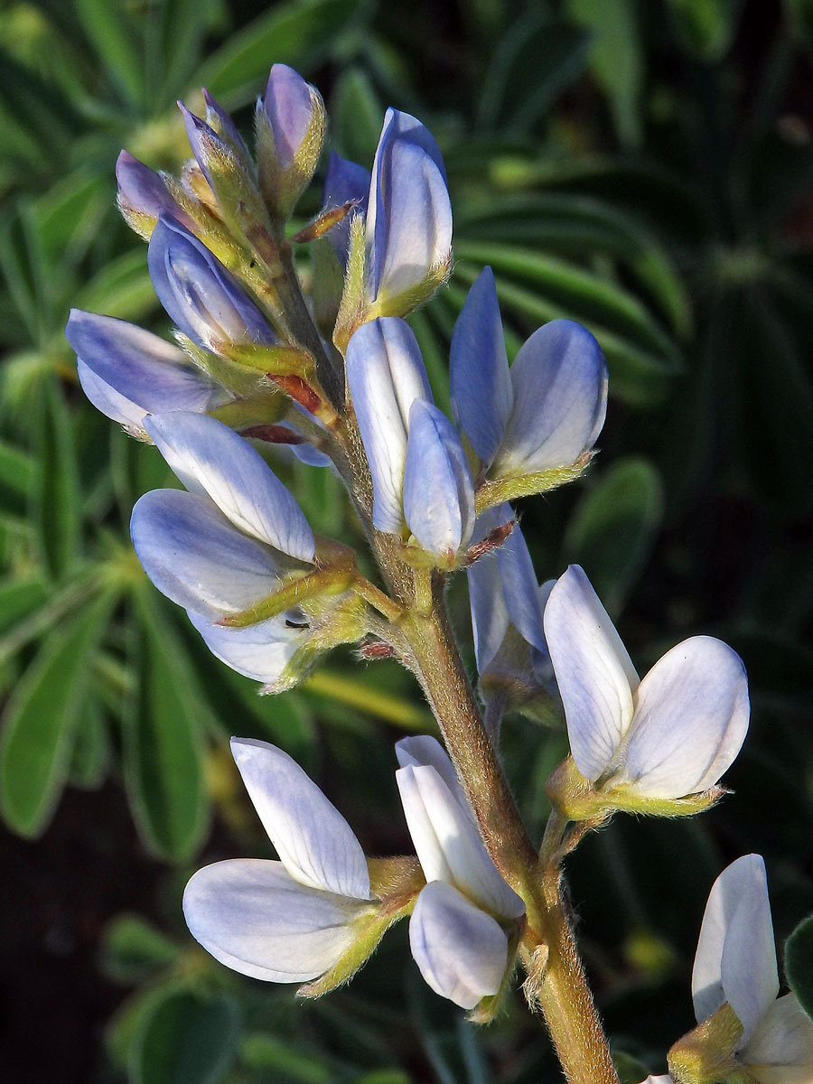 Lupina bílá (Lupinus albus L.)