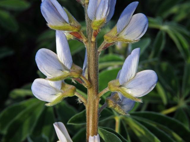 Lupina bílá (Lupinus albus L.)