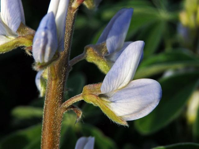 Lupina bílá (Lupinus albus L.)