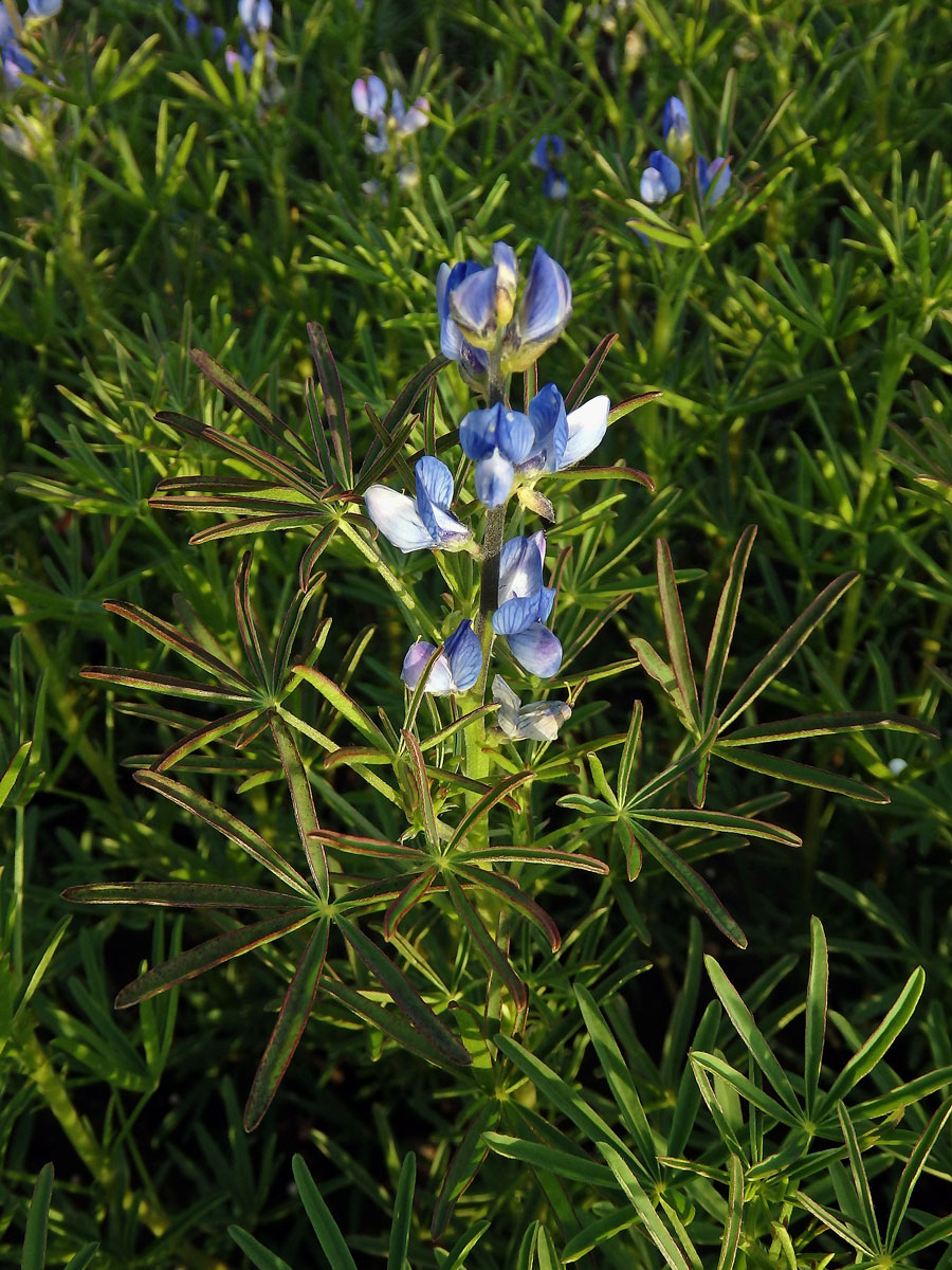 Lupina úzkolistá (Lupinus angustifolius L.)