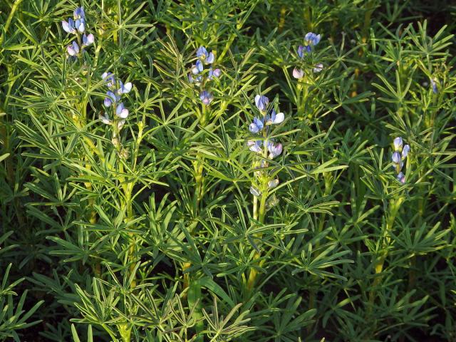 Lupina úzkolistá (Lupinus angustifolius L.)