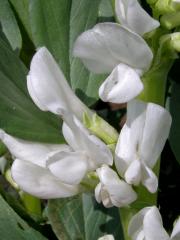 Bob obecný (Vicia faba L.)