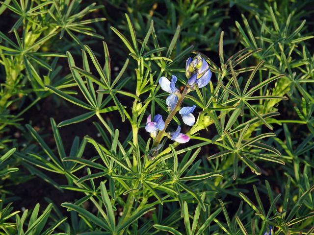 Lupina úzkolistá (Lupinus angustifolius L.)