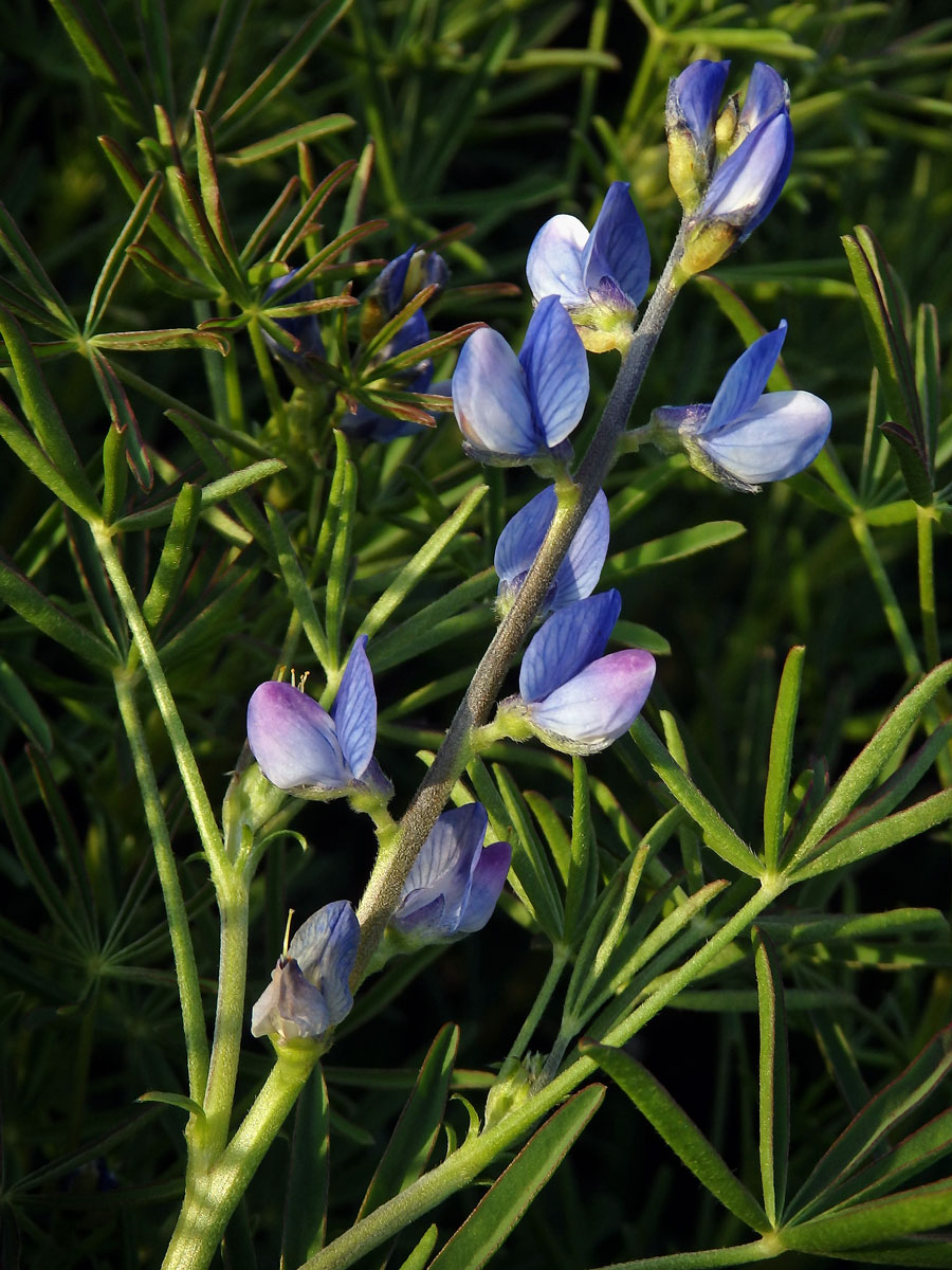 Lupina úzkolistá (Lupinus angustifolius L.)