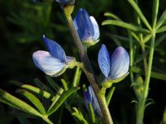 Lupina úzkolistá (Lupinus angustifolius L.)