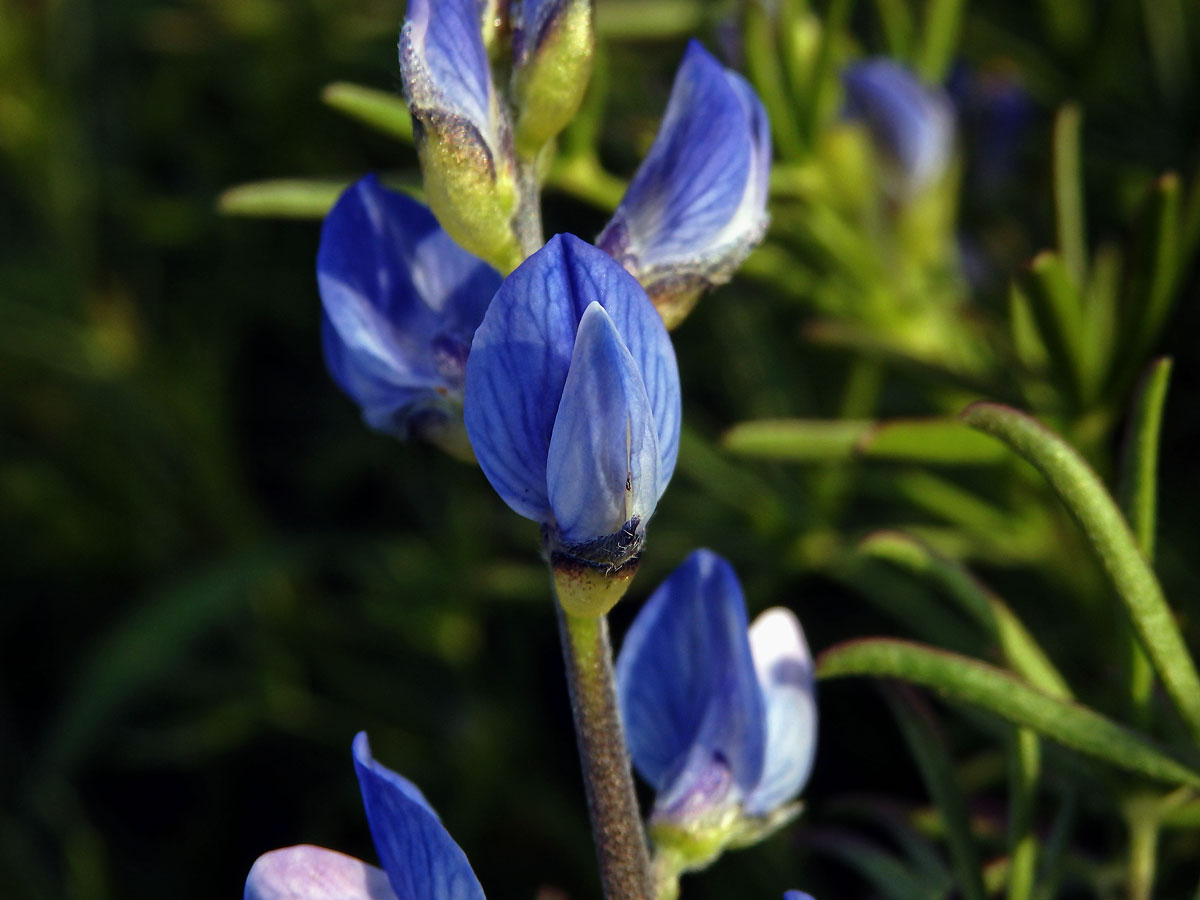 Lupina úzkolistá (Lupinus angustifolius L.)