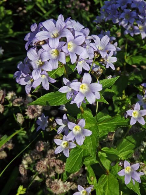 Zvonek (Campanula lactiflora Bieb.)