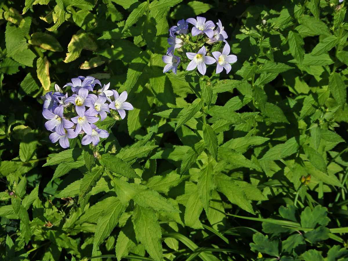 Zvonek (Campanula lactiflora Bieb.)