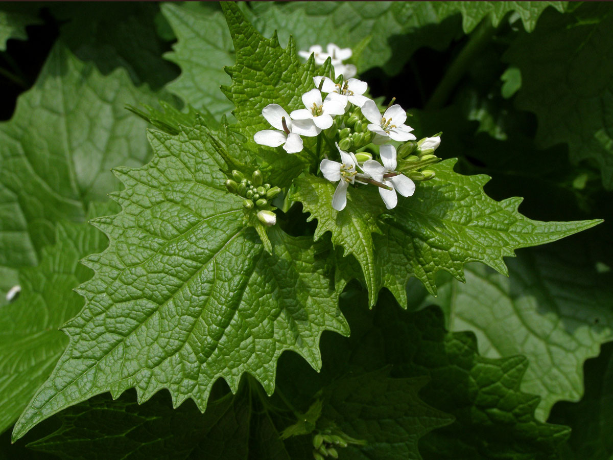 Česnáček obecný (Alliaria petiolata (M. Bieb.) Cavara et Grande)