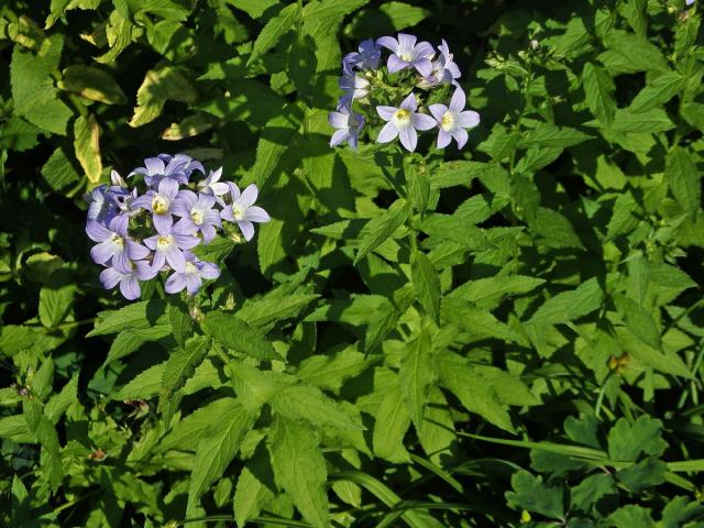 Zvonek (Campanula lactiflora Bieb.)