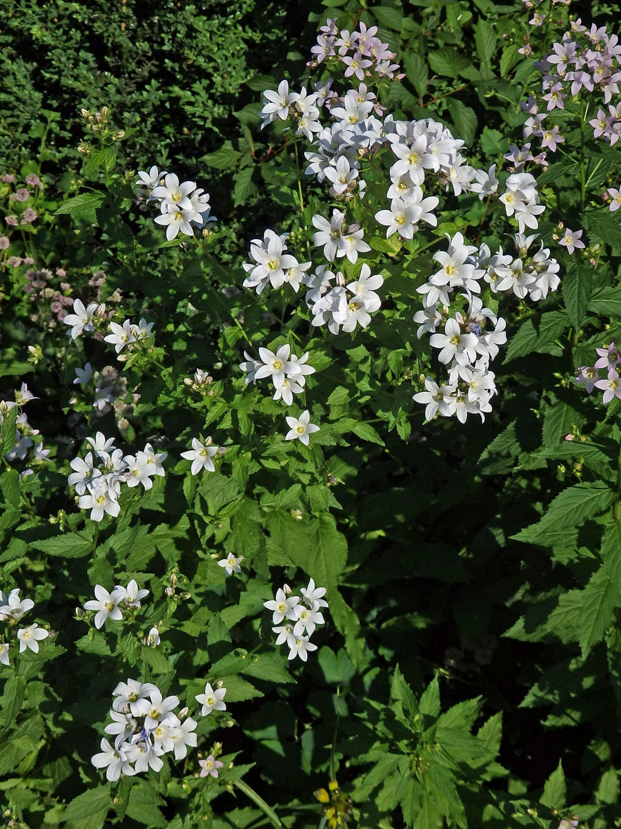 Zvonek (Campanula lactiflora Bieb.)