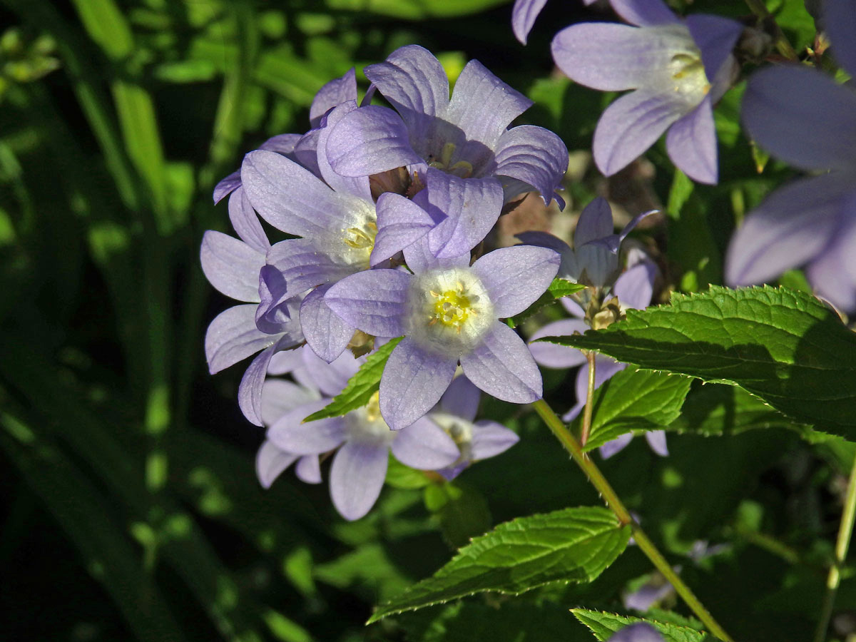 Zvonek (Campanula lactiflora Bieb.)