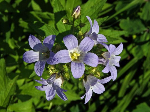 Zvonek (Campanula lactiflora Bieb.)