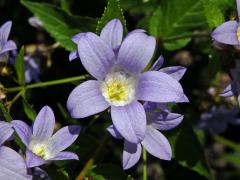 Zvonek (Campanula lactiflora Bieb.)