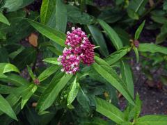 Klejicha narudlá (Asclepias incarnata L.)    